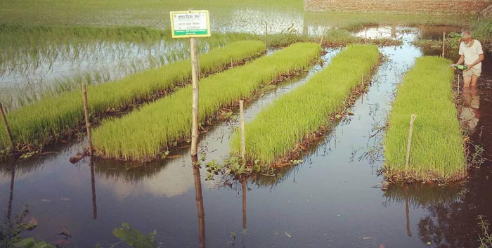 ভাসমান বীজতলায় কৃষকের সাফল্য