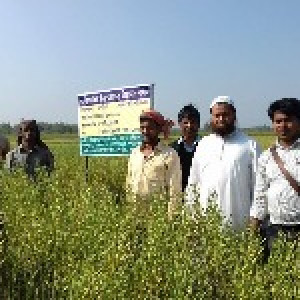 চাষী পর্যায়ে উন্নত মানের ডাল, তেল ও পিয়াঁজ বীজ উৎপাদন (২য় পর্যায়) প্রকল্প, উপজেলা কৃষি অফিস, পেকুয়া, কক্সবাজার।